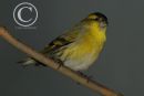 Male Siskin.